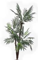 Phoenix Palm